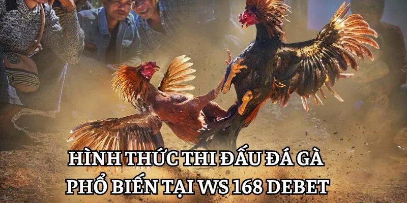 Các hình thức thi đấu đá gà Ws168 Debet
